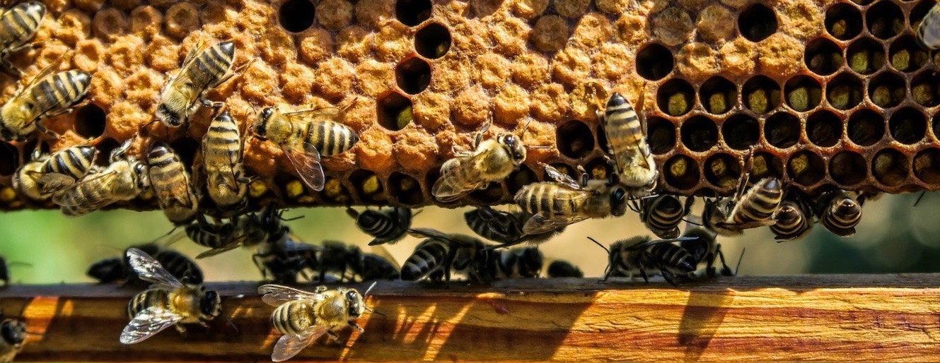 Il maltempo rovina la produzione di miele bresciana