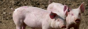 Suinicoltura italiana: servono misure urgenti
