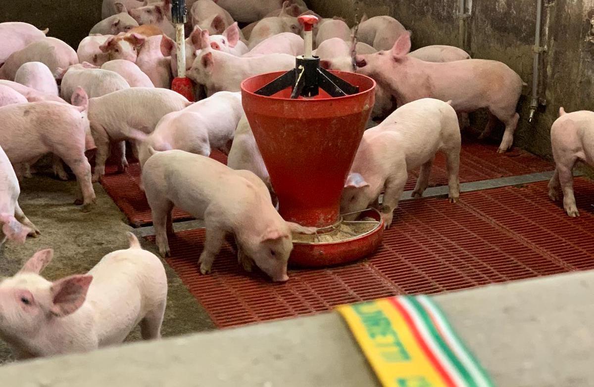 Allevamenti suinicoli bresciani: eccellenza a Gambara